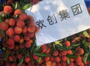 夏日好“枝”味，登录入口集团发福“荔”啦